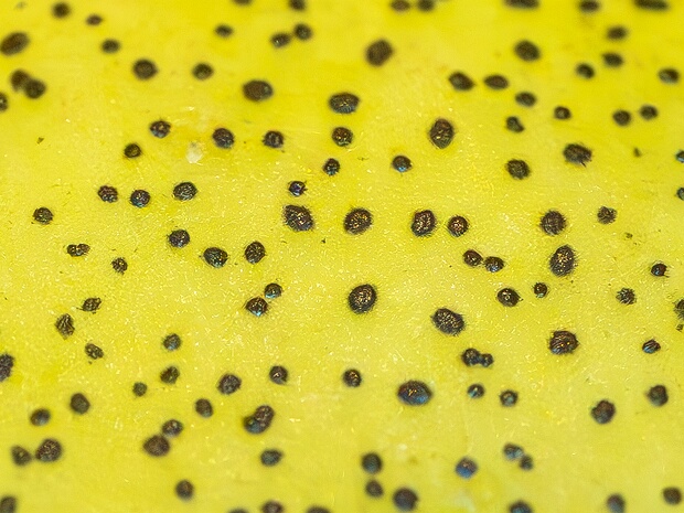 Микротириевые - Microthyriales The Microthyriales are an order of sac fungi. According to a 2008 estimate, the order contains 3 families, 62 genera and...