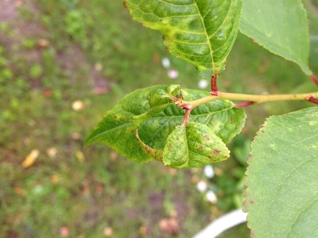 Гномония красно-устьичная - Gnomonia erythrostoma