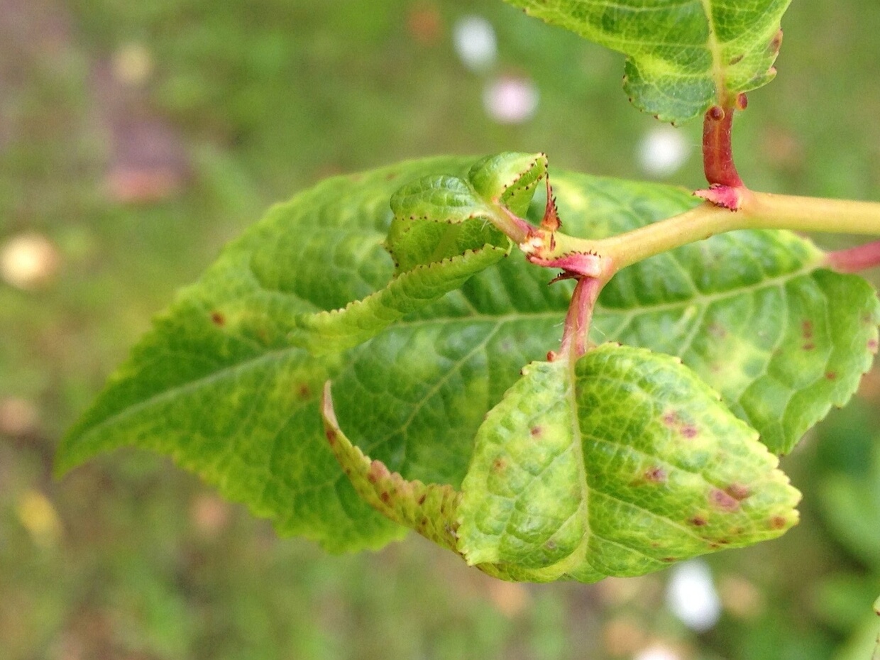 Мелакониевые - Melanconiaceae Melanconiaceae is a family of fungi within the order Melanconiales, characterized by the production of acervuli...