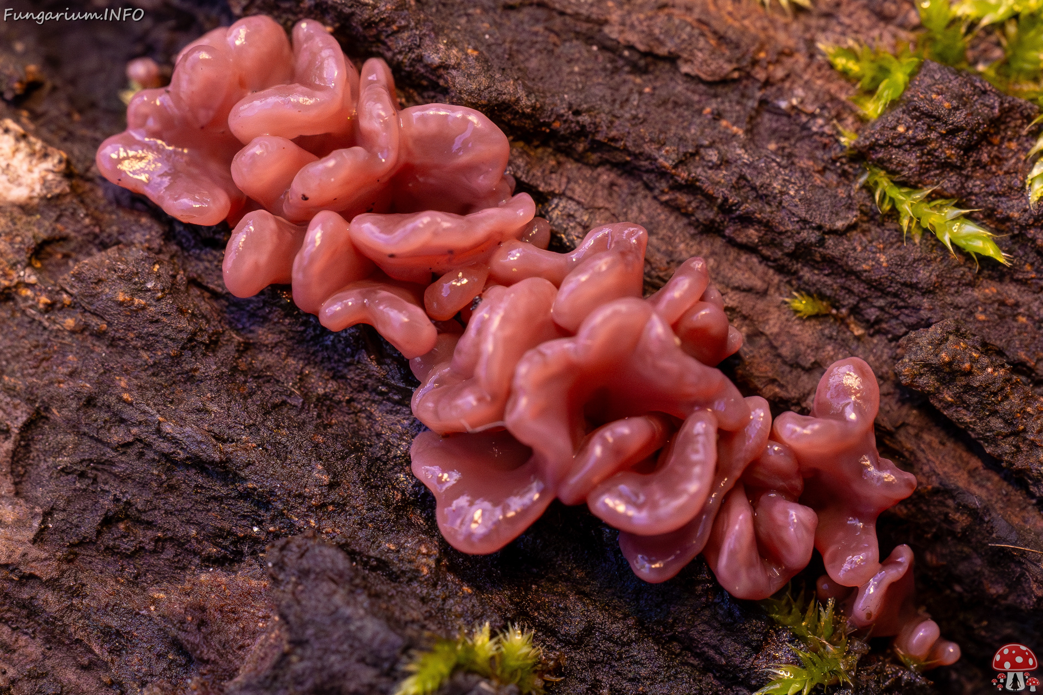 !Ascocoryne sarcoides _2025-10-10_1-9 