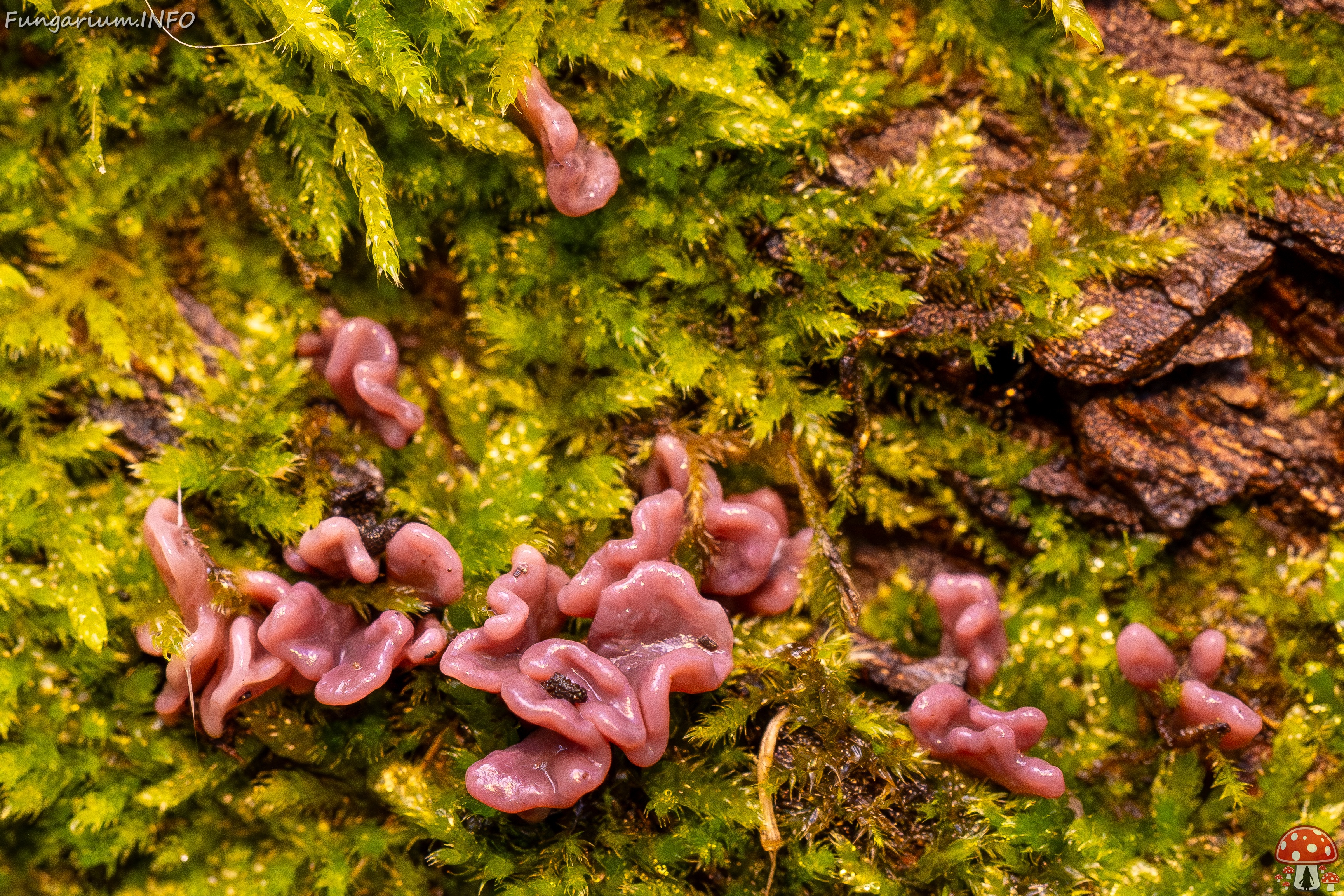 Ascocoryne sarcoides _2025-10-10_1-1 