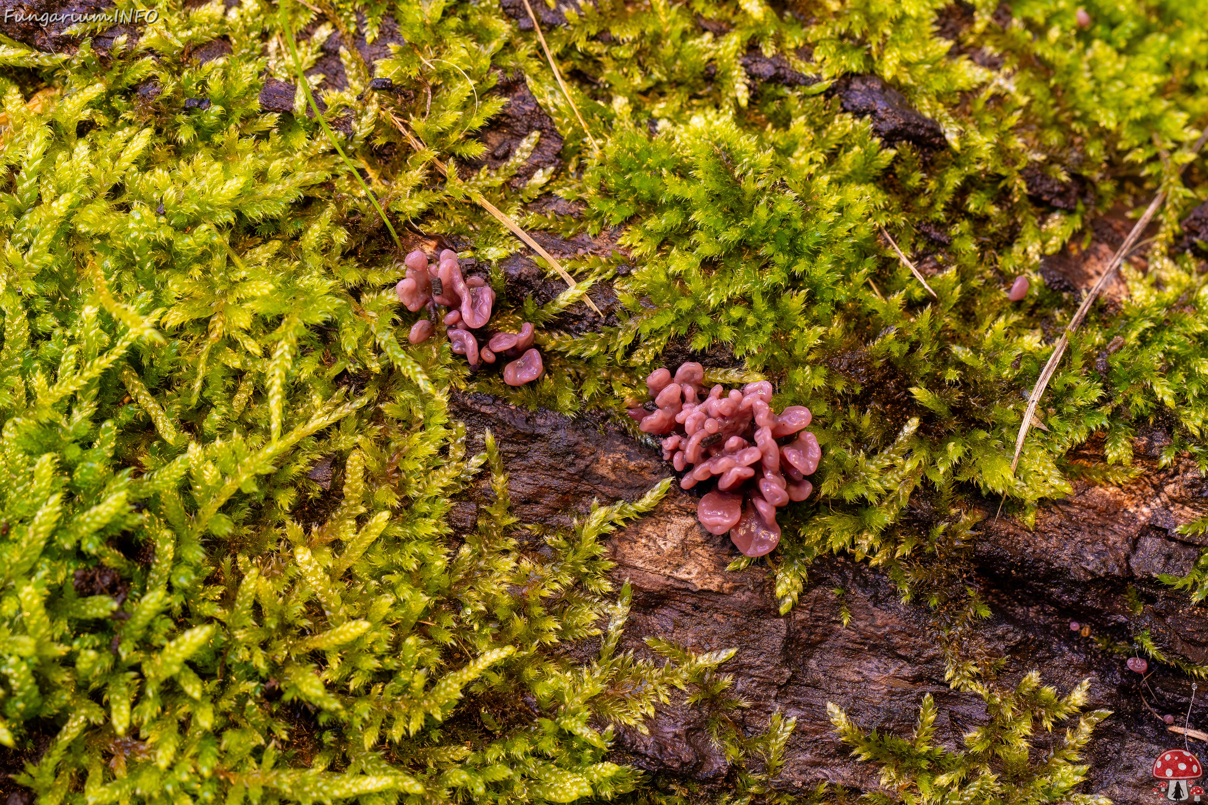 Ascocoryne sarcoides _2025-10-10_1-10 