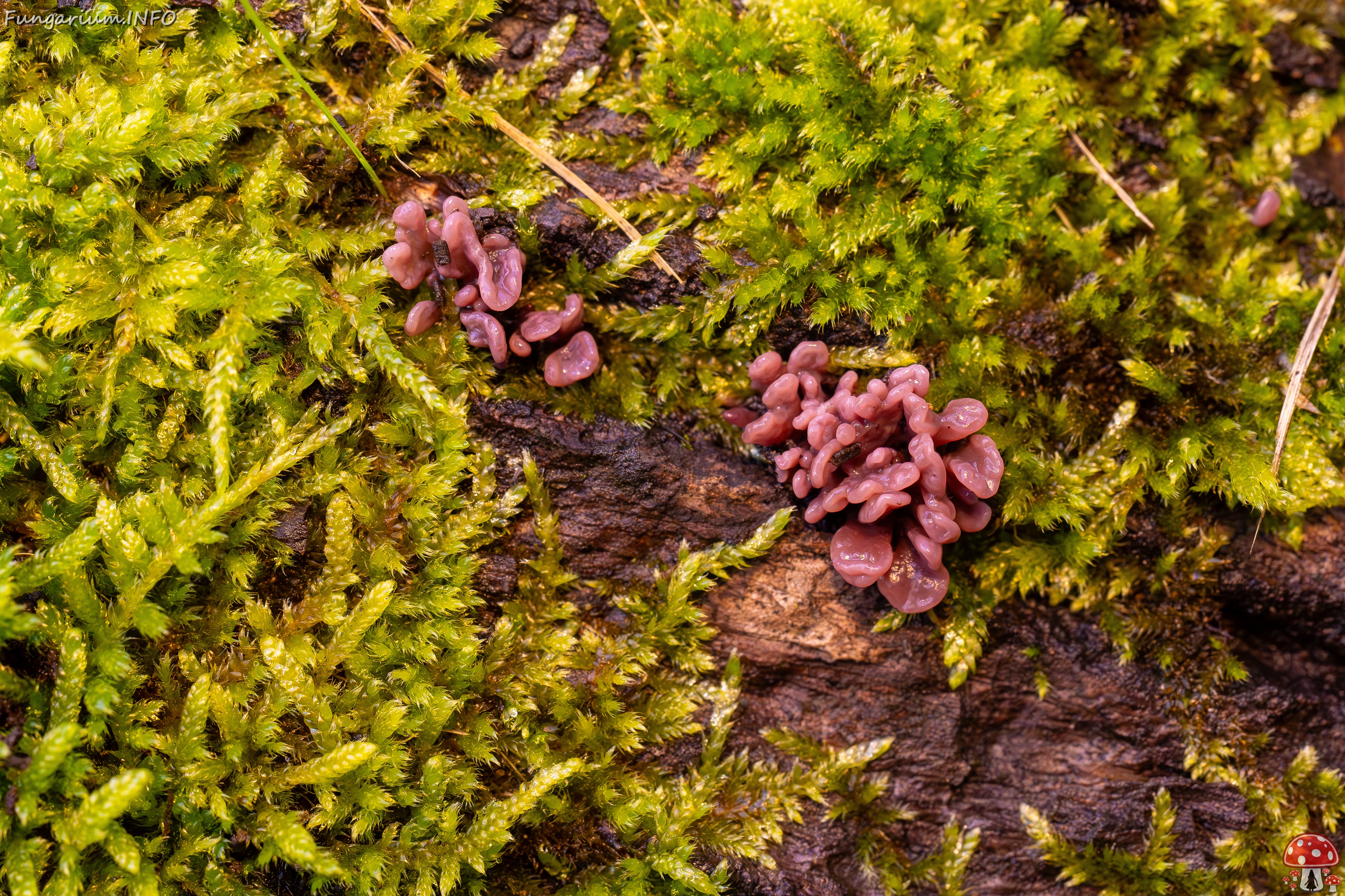 Ascocoryne sarcoides _2025-10-10_1-11 