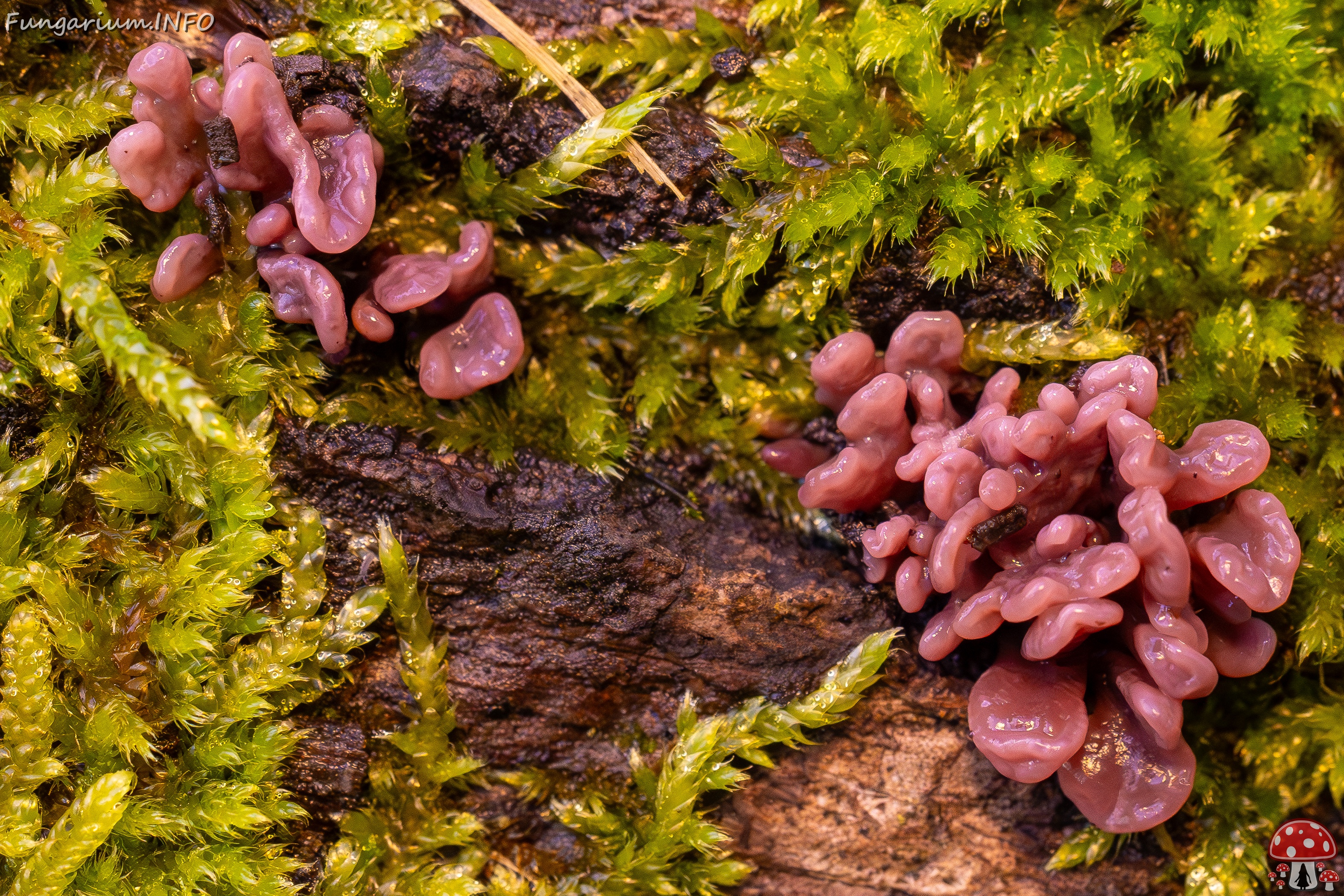 Ascocoryne sarcoides _2025-10-10_1-12 