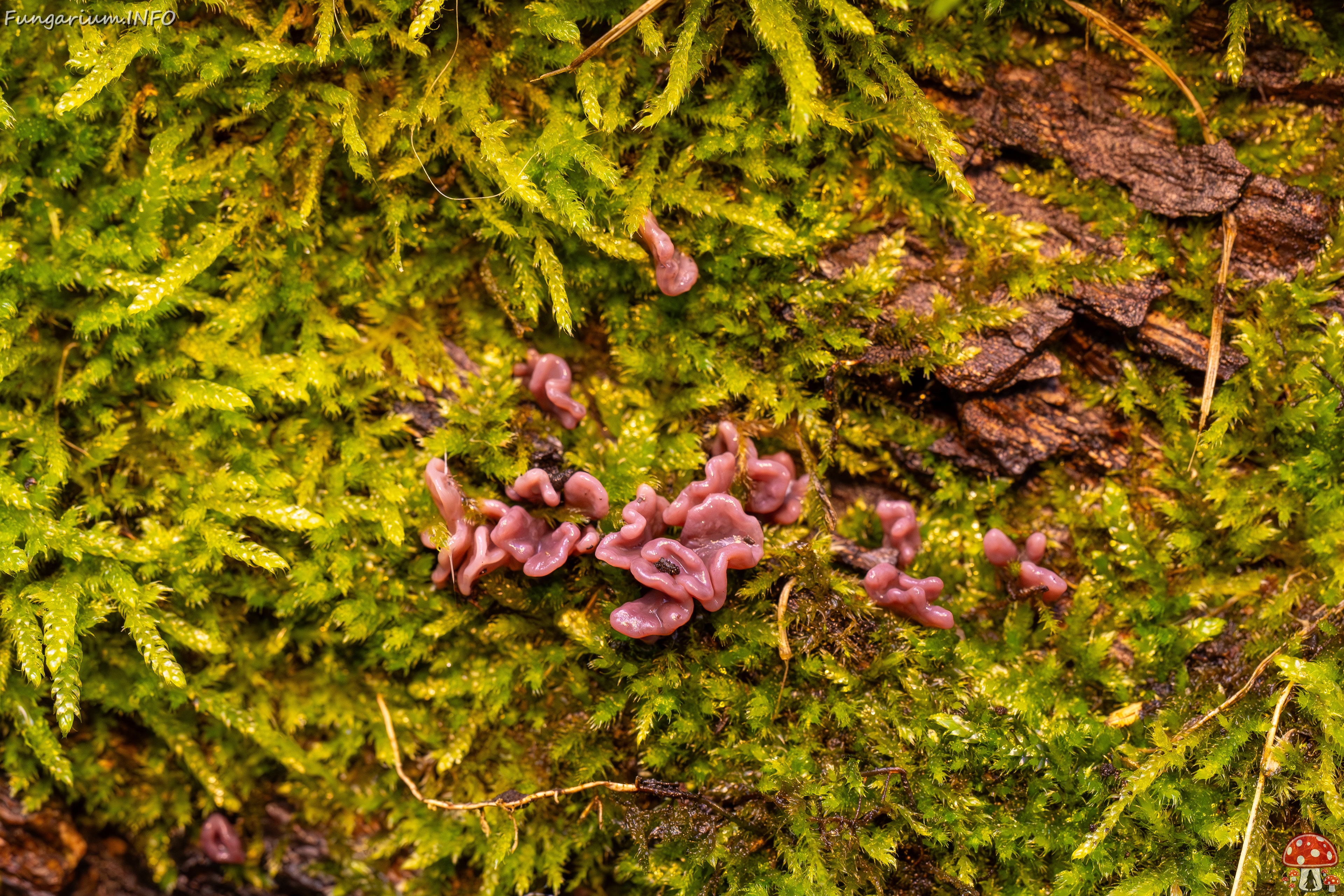 Ascocoryne sarcoides _2025-10-10_1-2 