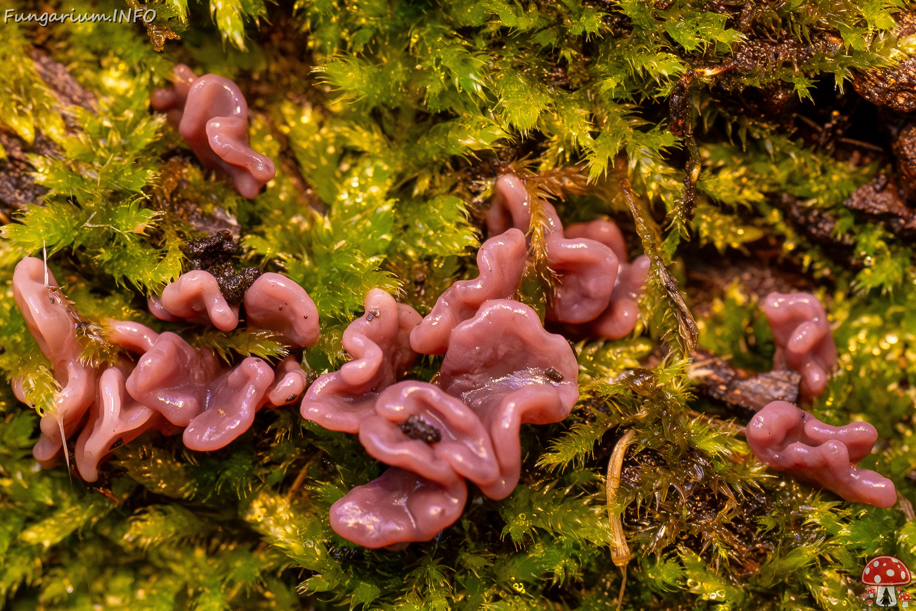 Ascocoryne sarcoides _2025-10-10_1-3 