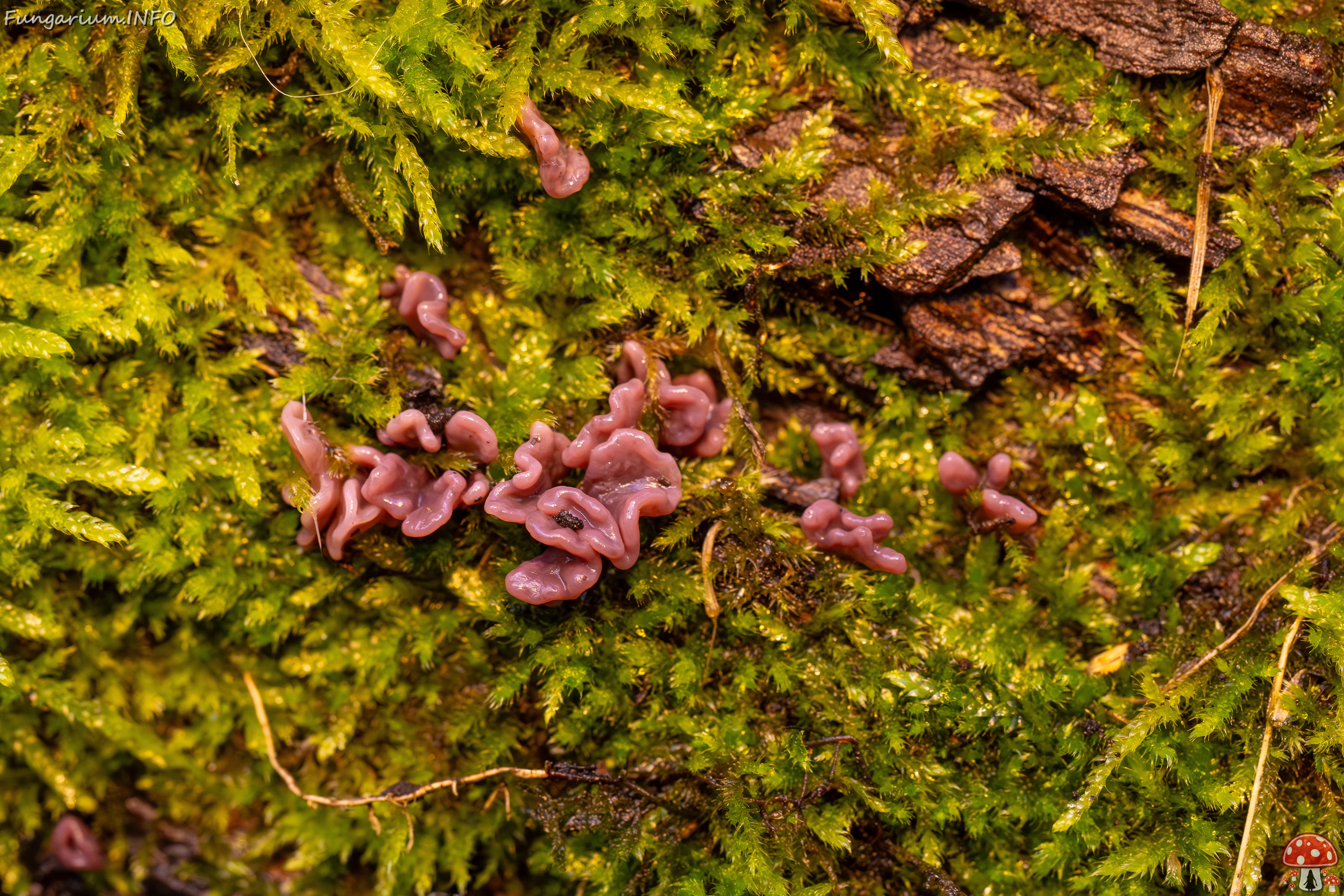 Ascocoryne sarcoides _2025-10-10_1-4 