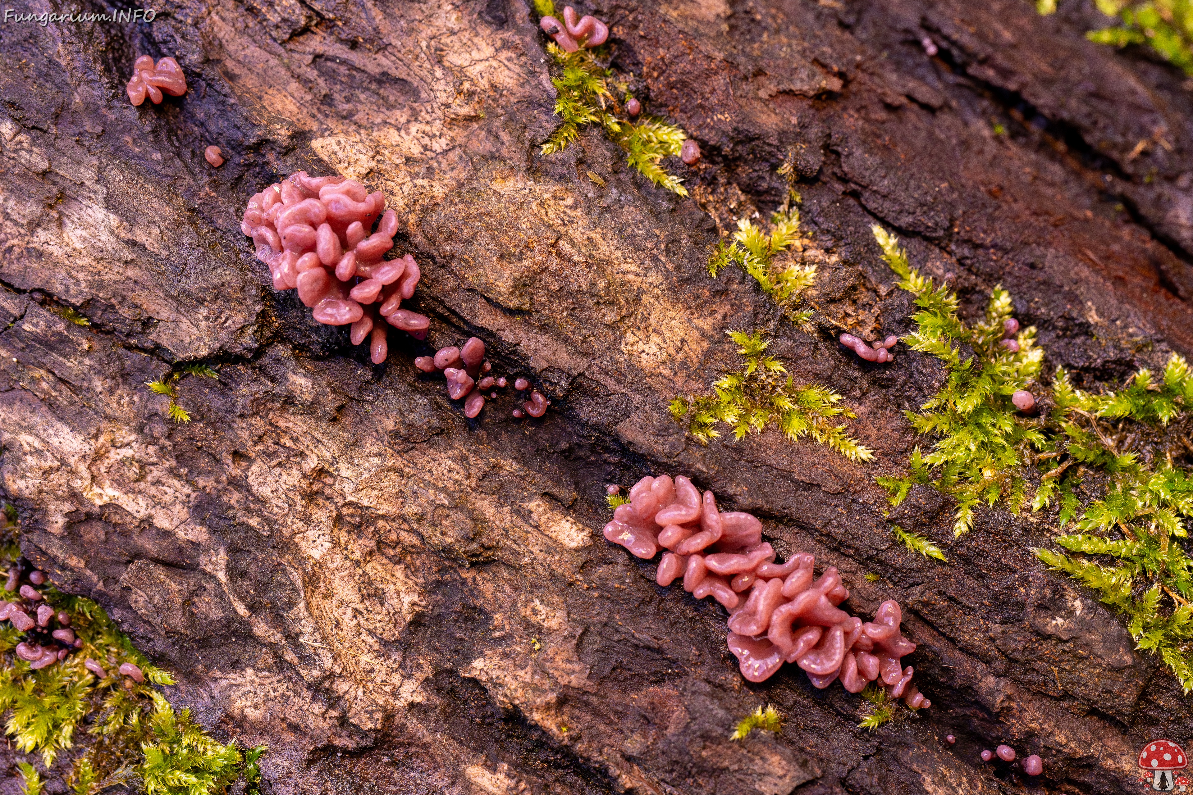 Ascocoryne sarcoides _2025-10-10_1-5 