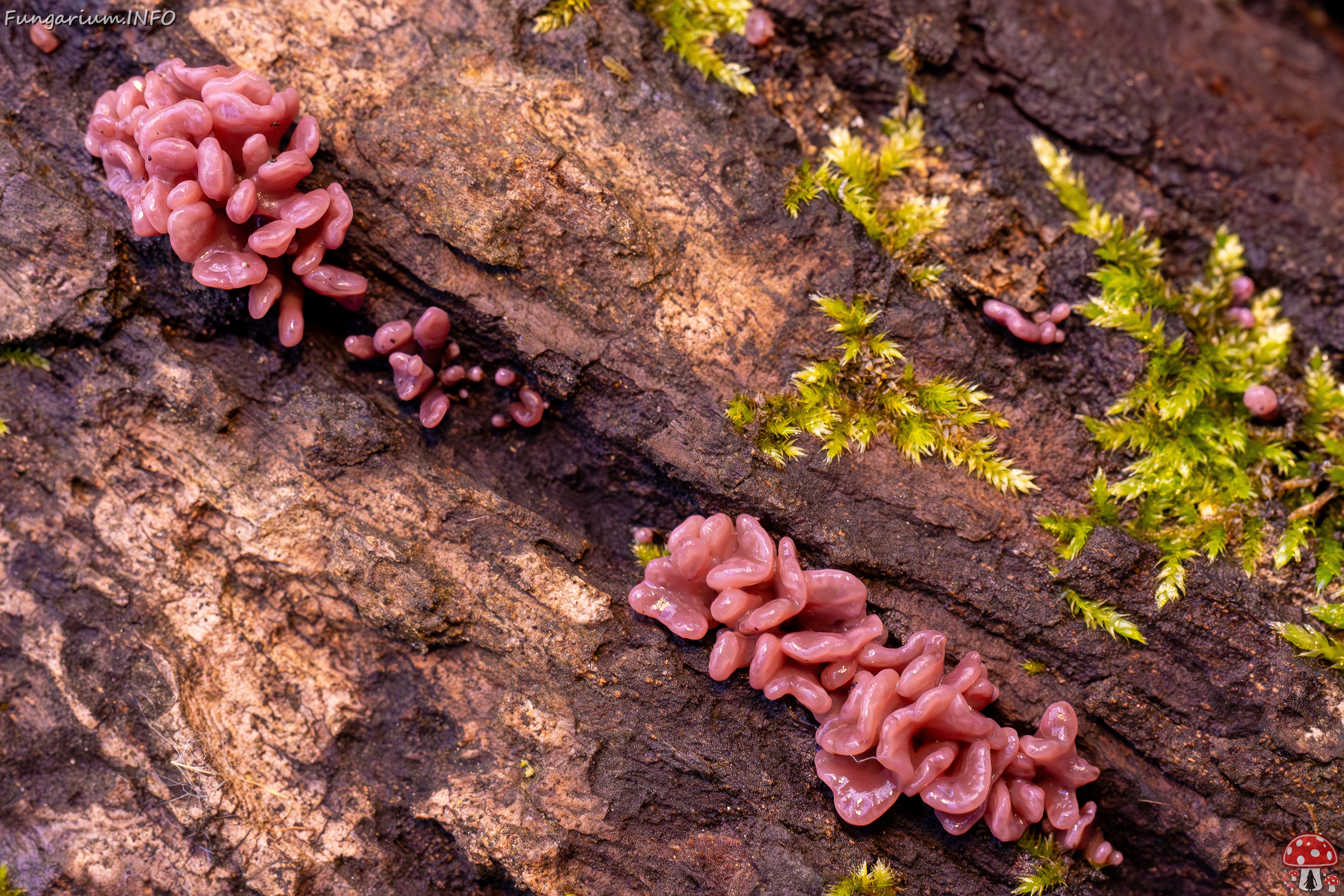 Ascocoryne sarcoides _2025-10-10_1-6 