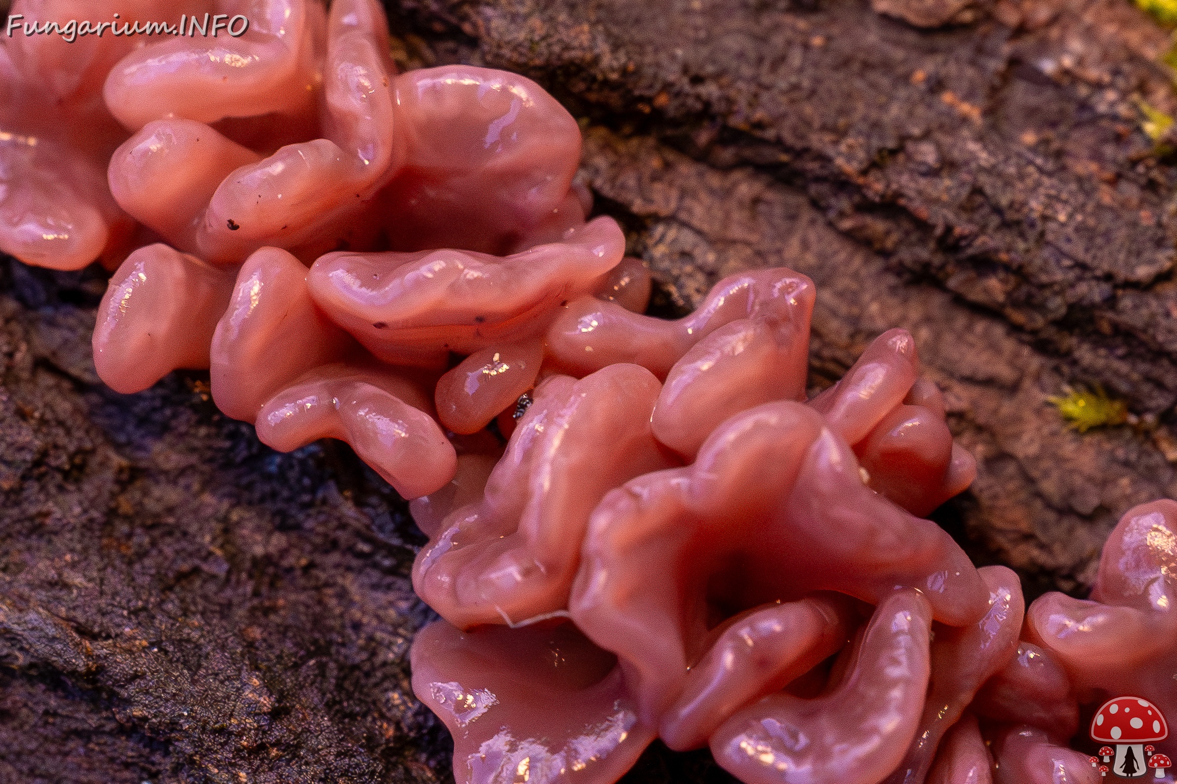 Ascocoryne sarcoides _2025-10-10_1-7 