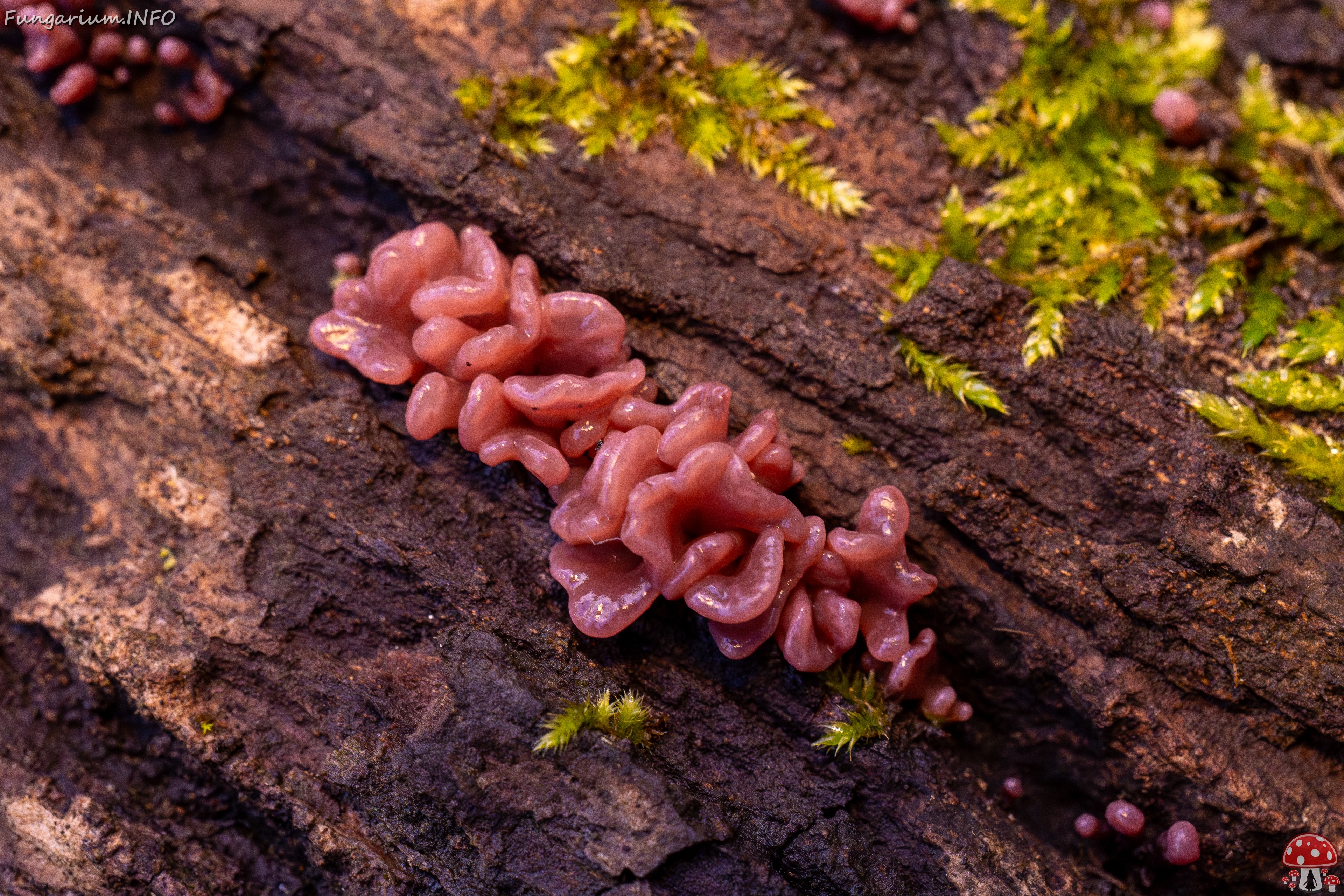 Ascocoryne sarcoides _2025-10-10_1-8 