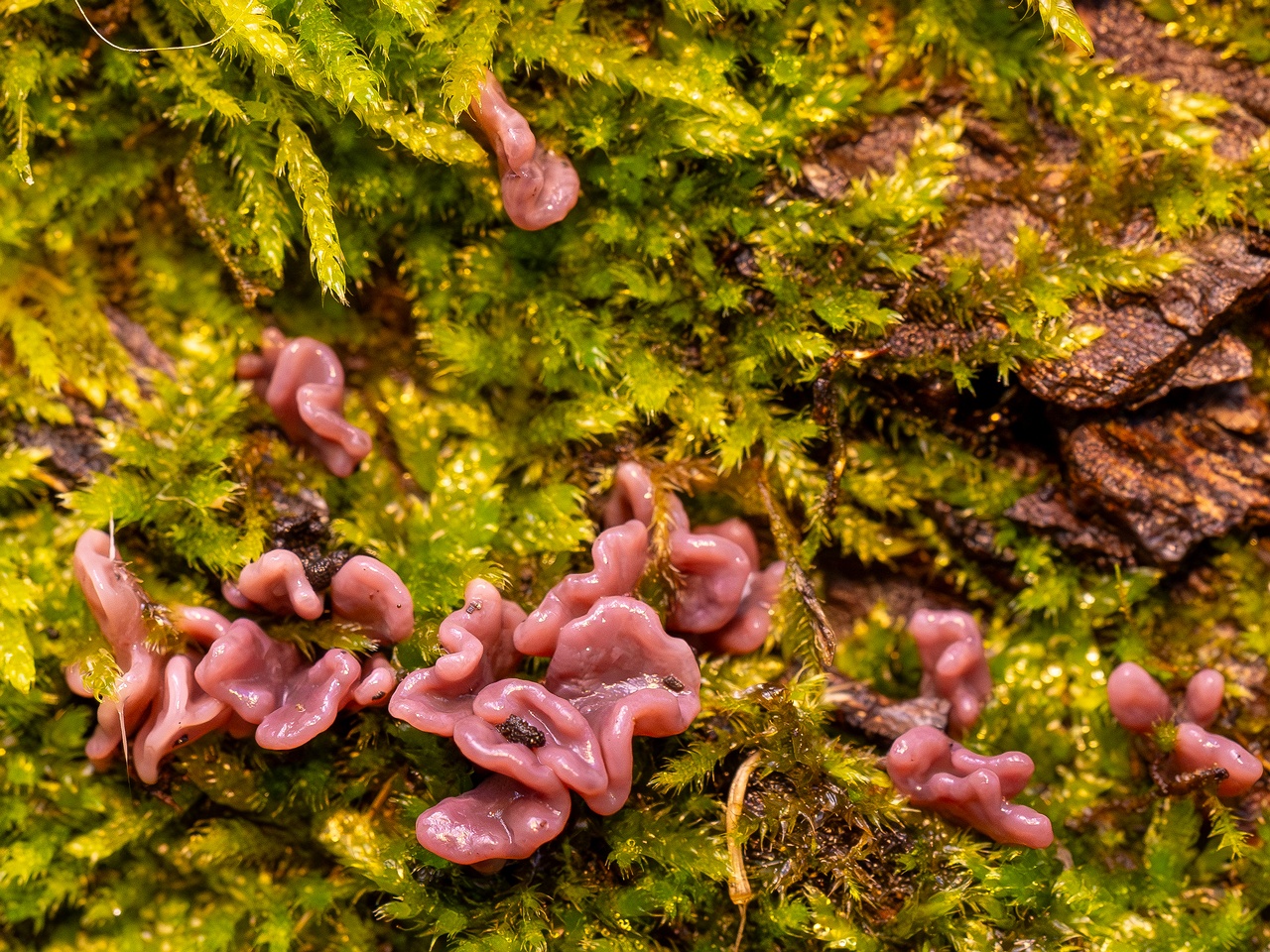 Ascocoryne sarcoides _2025-10-10_1-1