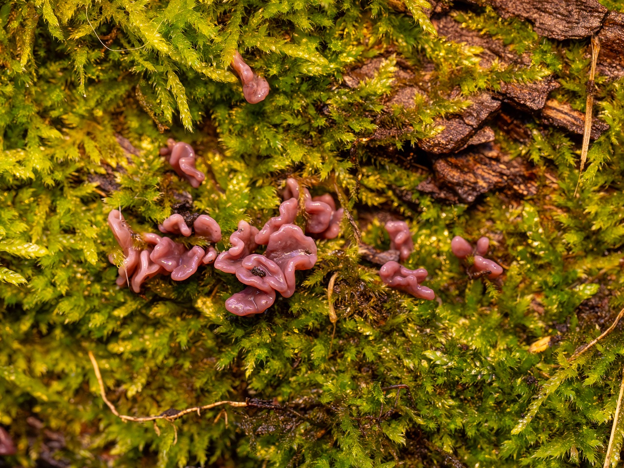 Ascocoryne sarcoides _2025-10-10_1-4