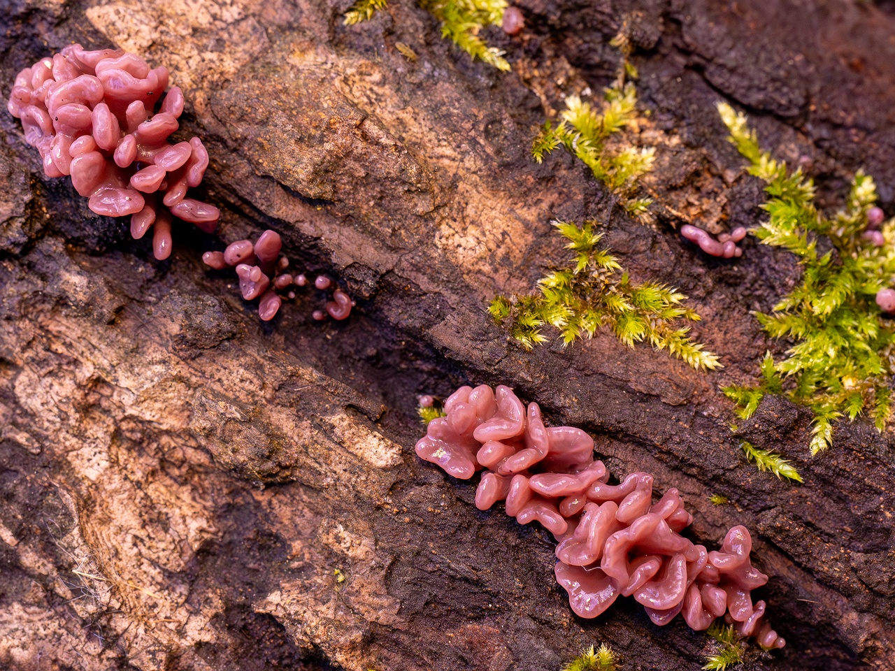 Ascocoryne sarcoides _2025-10-10_1-6