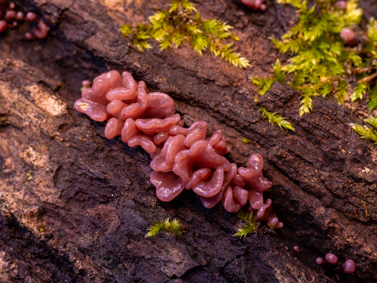 Ascocoryne sarcoides _2025-10-10_1-8