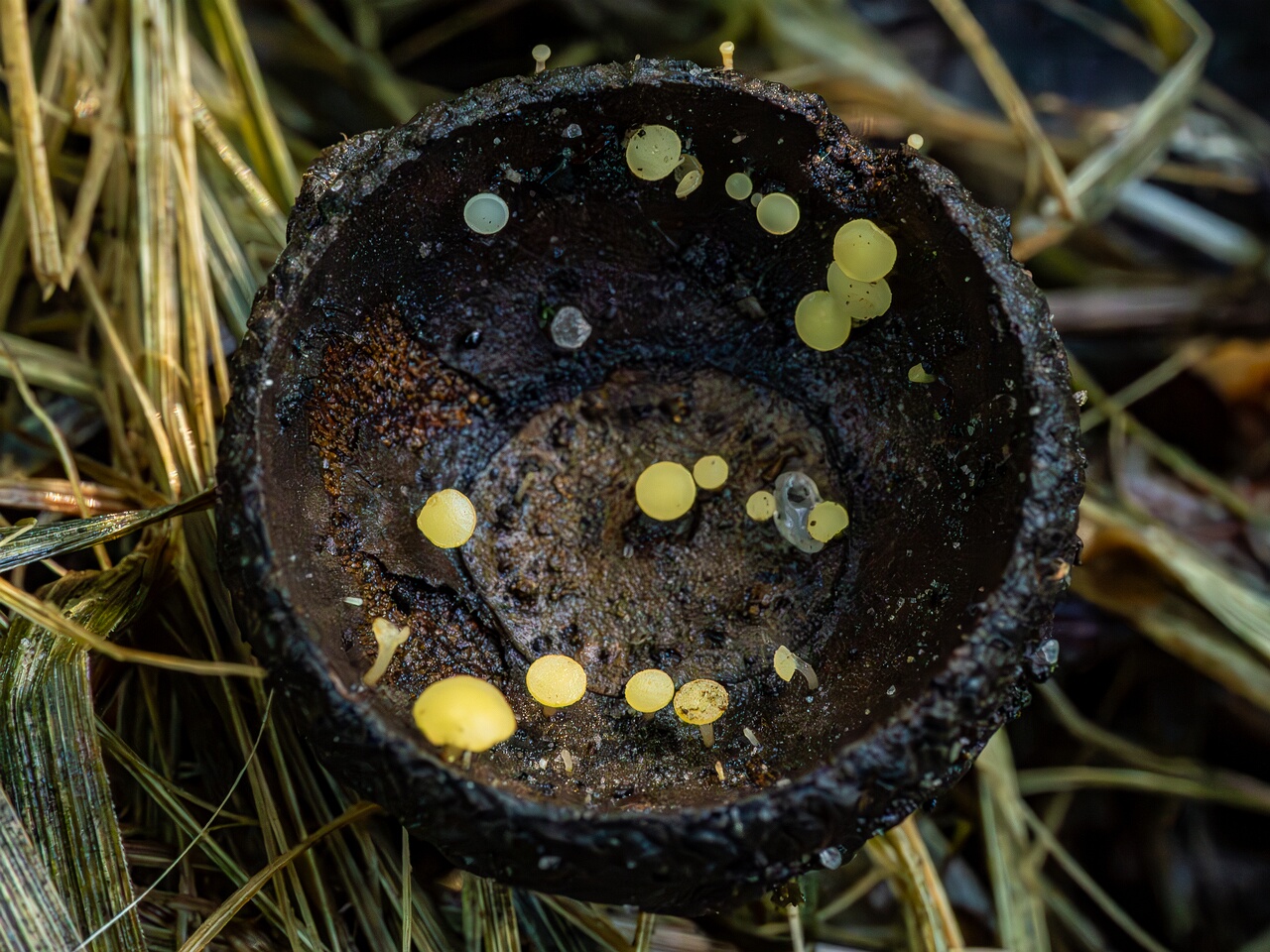 !Hymenoscyphus fructigenus _2023-09-03_1-1