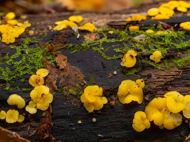 Bisporella citrina - Биспорелла лимонная - Lemon Disco Fungus - Zitronengelbe Schüsselchenflechte