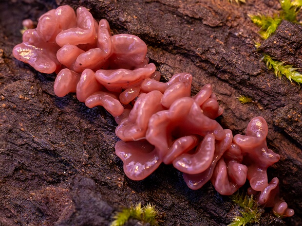 Аскорине мясная - Jelly Drops - Fleischroter Kelchbecherling Ascocoryne sarcoides is a species of fungi in the family Helotiaceae, within the order Helotiales of the Ascomycota...