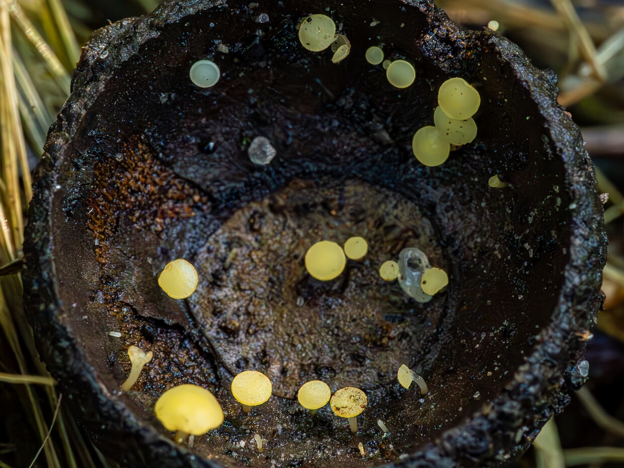 Hymenoscyphus fructigenus - Гименосцифус плодовый - Brown Hymenoscyphus - Fruchttragender Schlauchbecherling Hymenoscyphus fructigenus is an intriguing species of fungi that belongs to the family Helotiaceae within the Ascomycota...