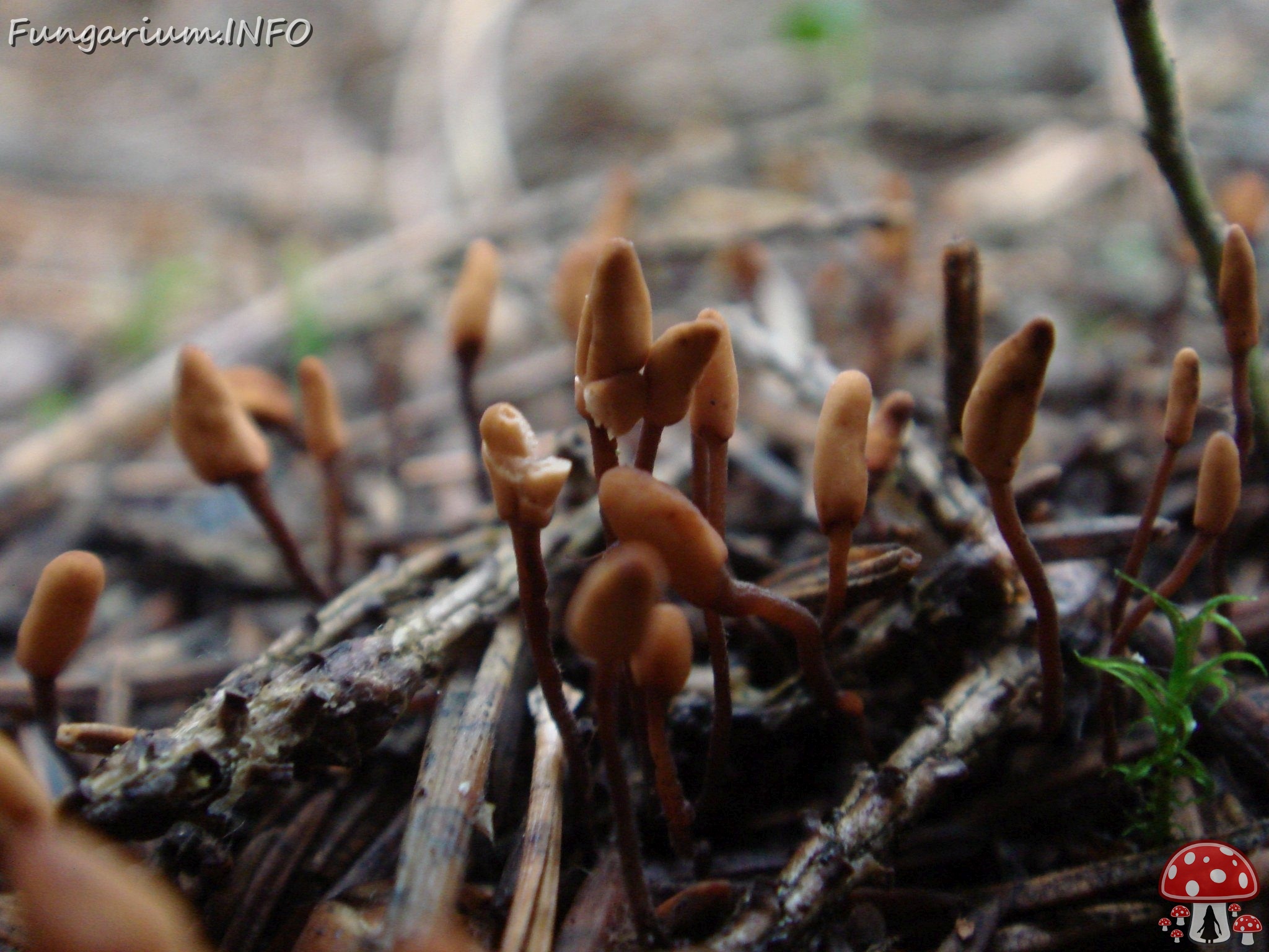 fungi-0004581 