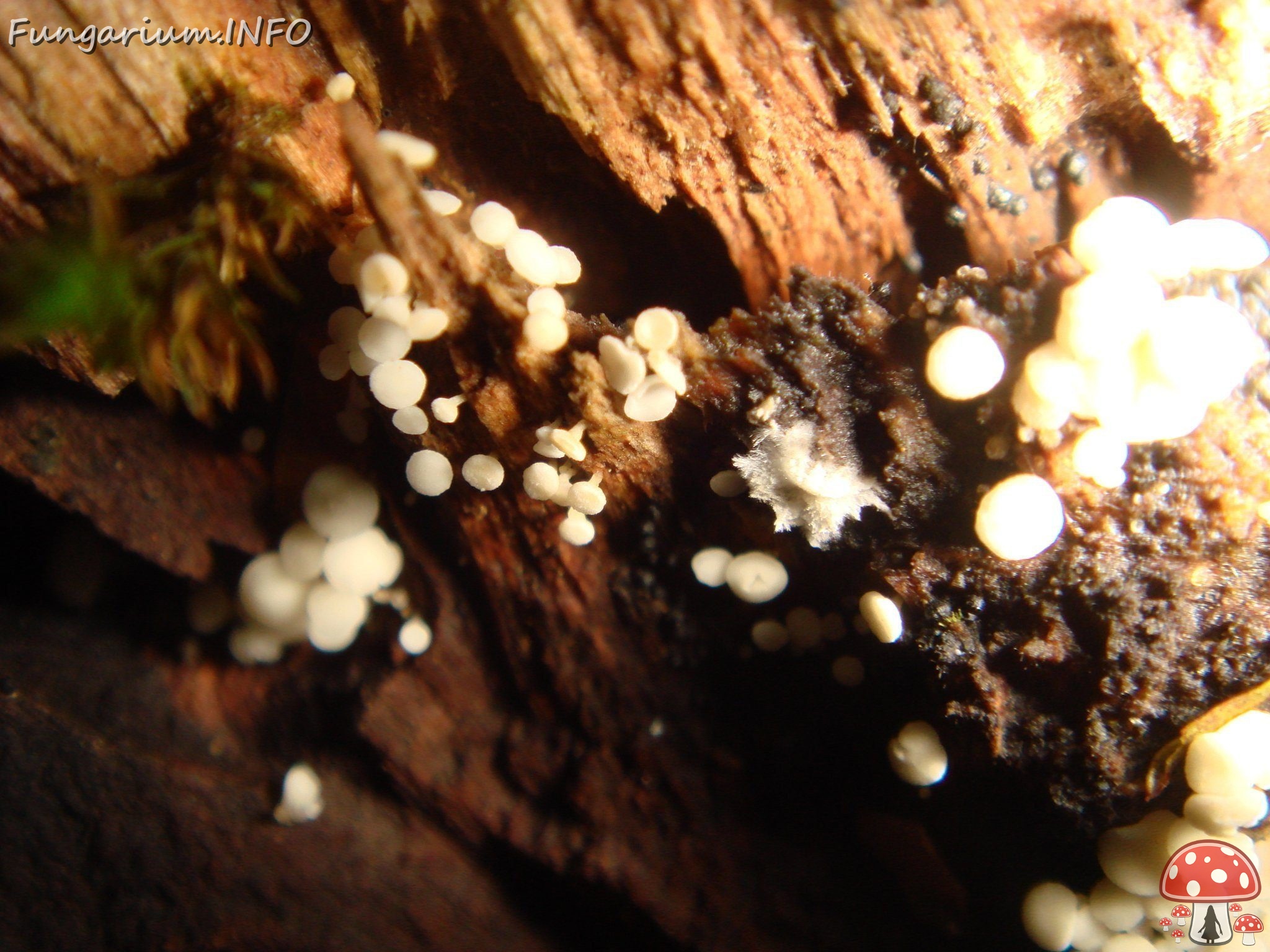 fungi-0001616 