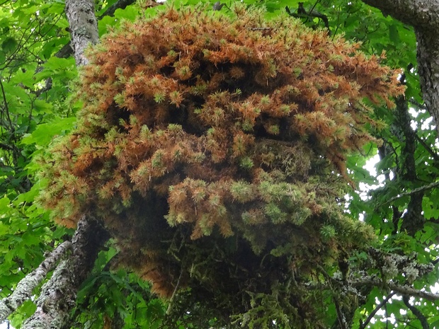 Lachnellula willkommii - Лахнеллюла Вилькомми - Woolly larch scale - Wollige Lärchenlaus - Lärchen-Blütenrost Lachnellula willkommii is a species of fungus in the family Hyaloscyphaceae, within the order Helotiales of the...