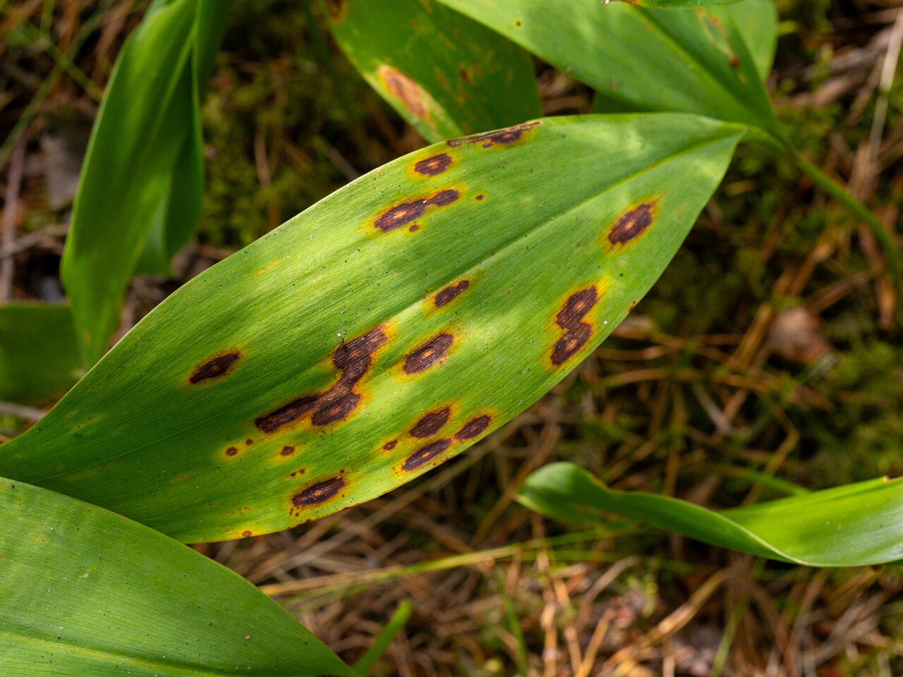 Gloeosporium convallariae _2026-08-21_1-3
