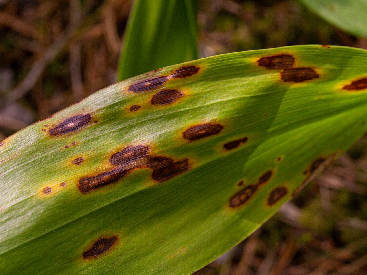Gloeosporium convallariae _2026-08-21_1-6
