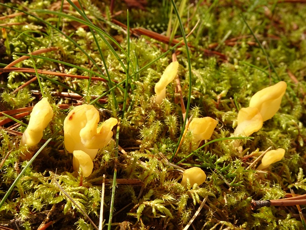 Spathularia flavida - Спатулярия желтоватая - Yellow Earth Tongue - Gelbe Löffelflechte Spathularia flavida, commonly known as the Yellow Earth Tongue or Yellow Fan, is a captivating species of fungi...