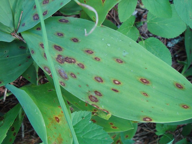 Botrytis convallariae - Ботритис конваллиарийский - Lily blight - Maiglöckchen-Blattfleckenpilz