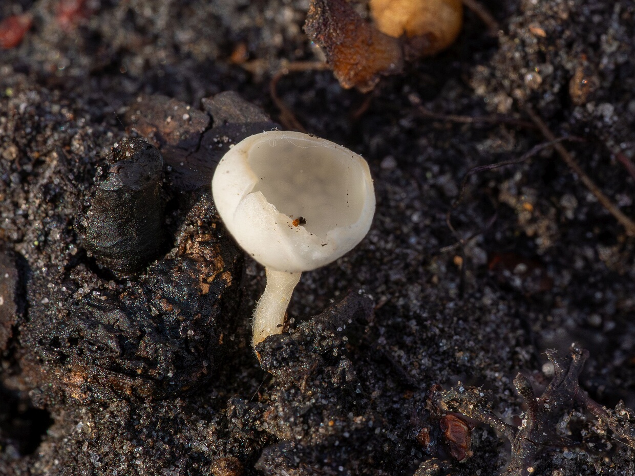 Цибория сережчатая белая форма - Ciboria amentacea f. alba