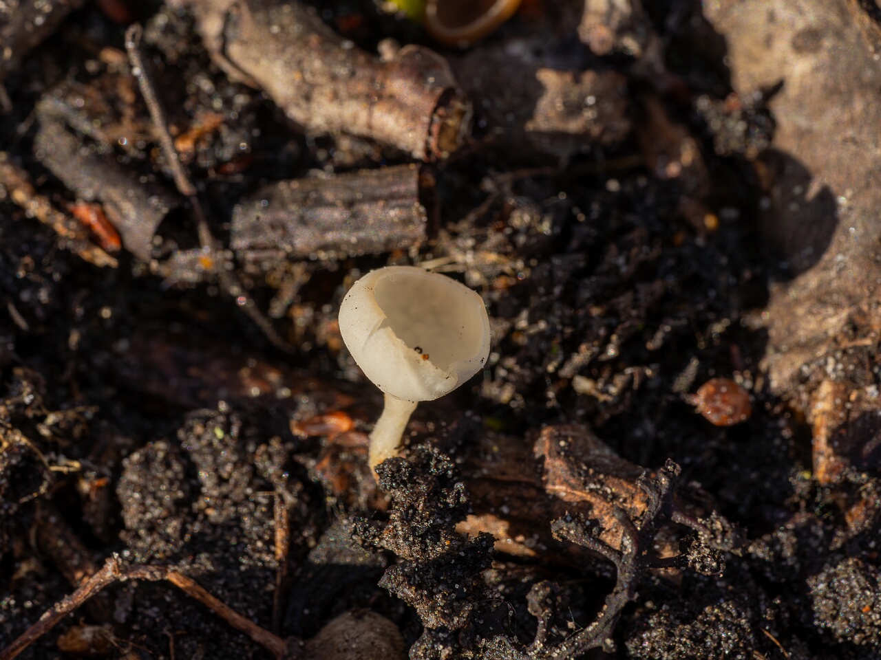 Ciboria amentacea f. alba_2026-03-06_1-1