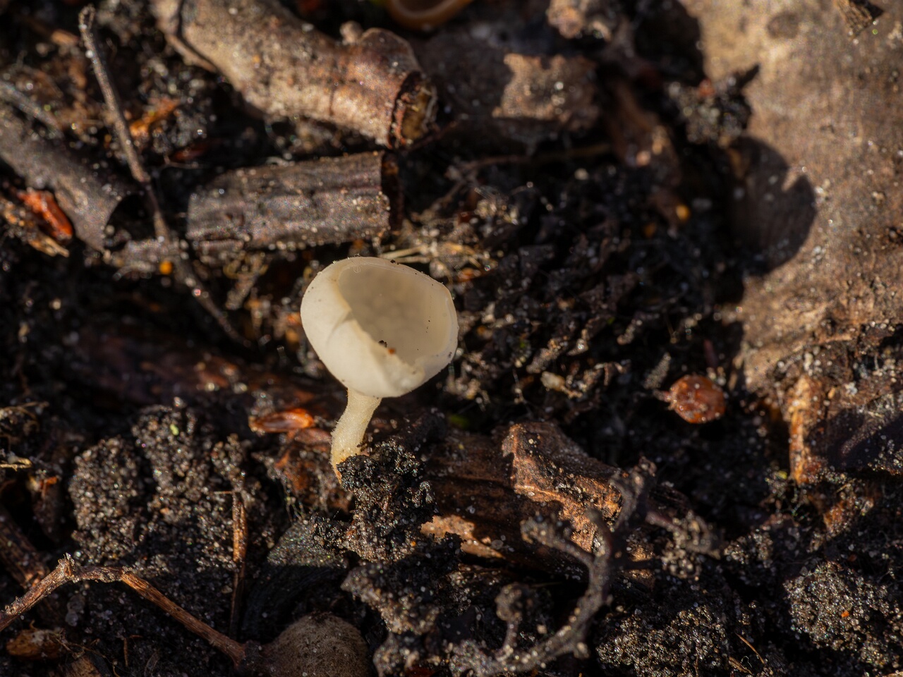 Ciboria amentacea f. alba_2026-03-06_1-2