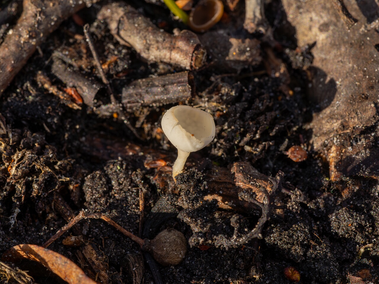 Ciboria amentacea f. alba_2026-03-06_1-3