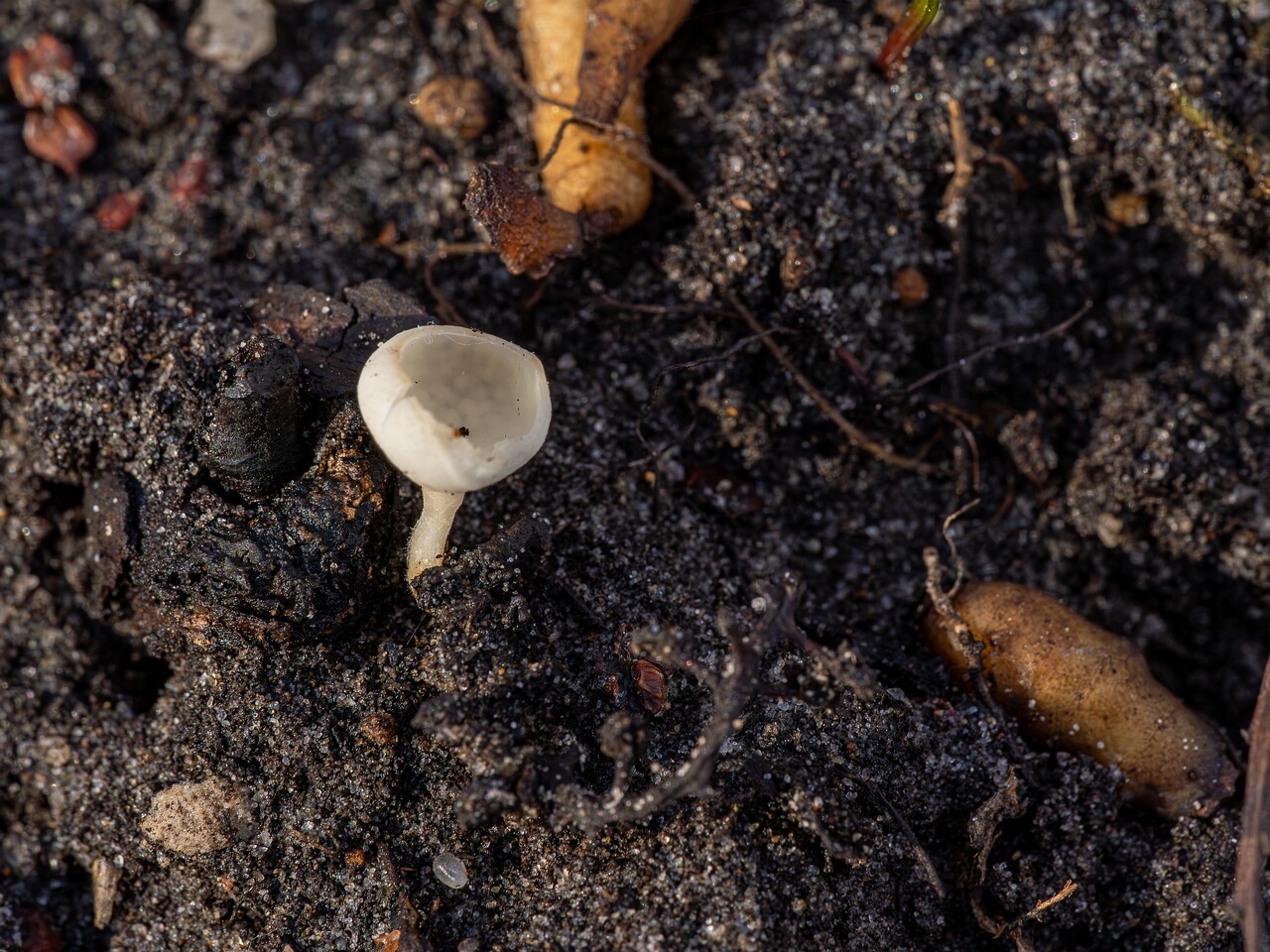 Ciboria amentacea f. alba_2026-03-06_3-1