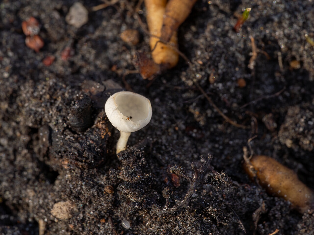 Ciboria amentacea f. alba_2026-03-06_3-3