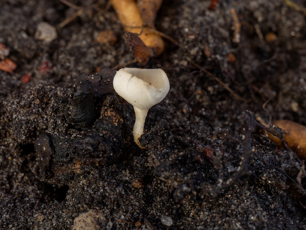 Ciboria amentacea f. alba_2026-03-06_4-1