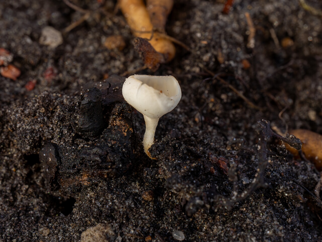 Ciboria amentacea f. alba_2026-03-06_4-2