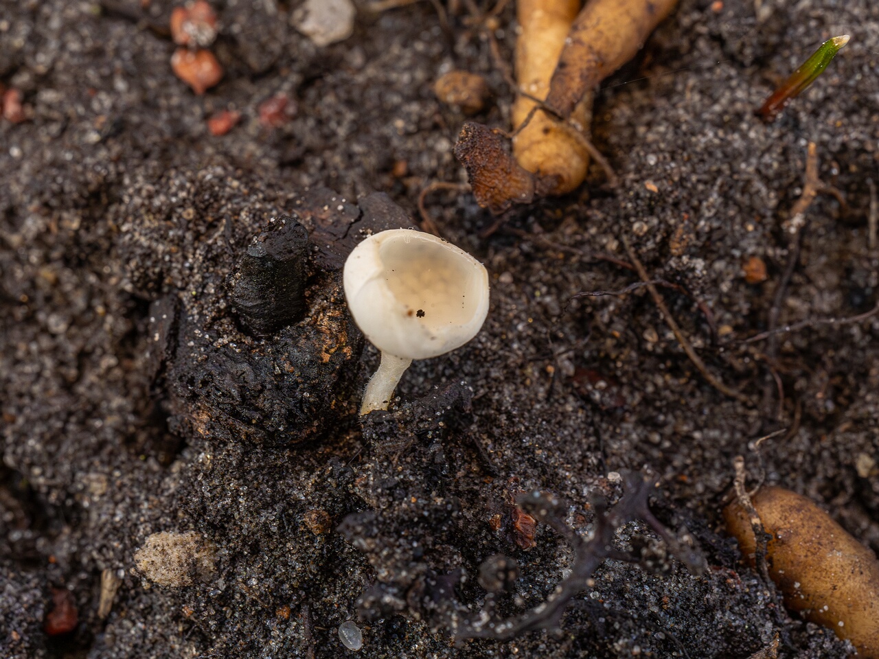 Ciboria amentacea f. alba_2026-03-06_5-2