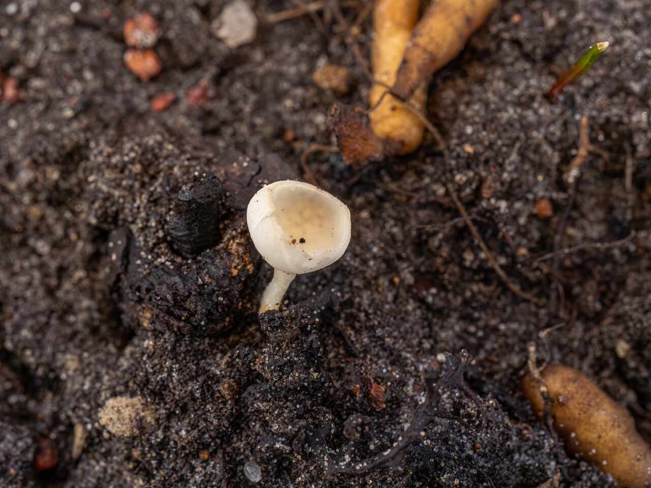 Ciboria amentacea f. alba_2026-03-06_5-4