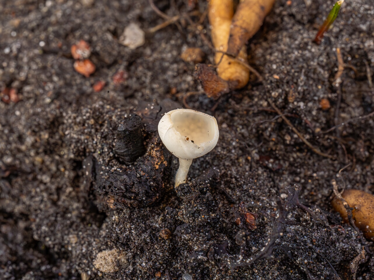 Ciboria amentacea f. alba_2026-03-06_6-1