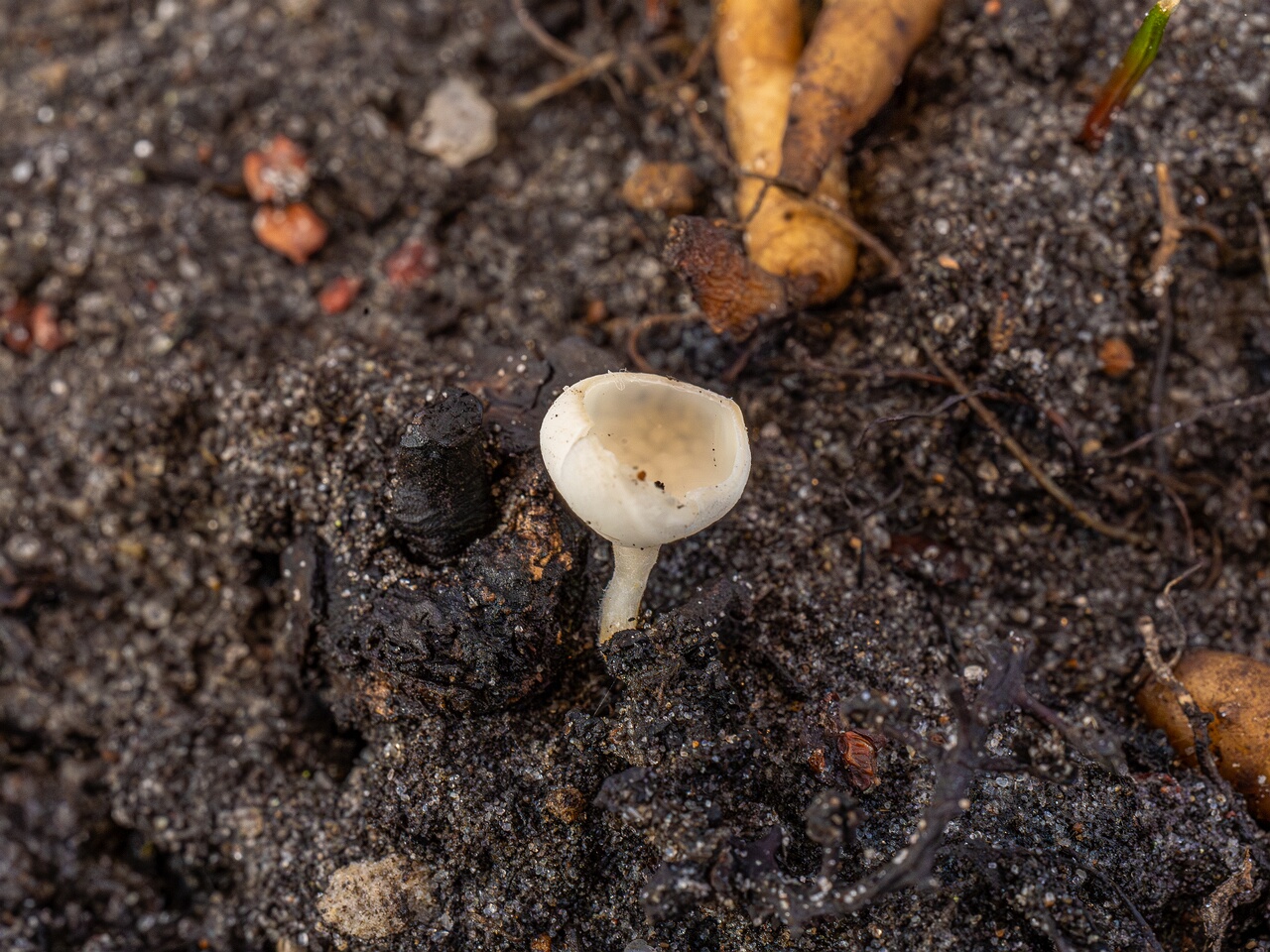 Ciboria amentacea f. alba_2026-03-06_6-2