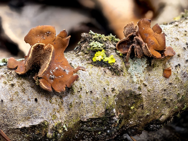 Encoelia furfuracea - Энцелия шелушистая - Spring Hazelcup - Hasel-Kleiebecherling