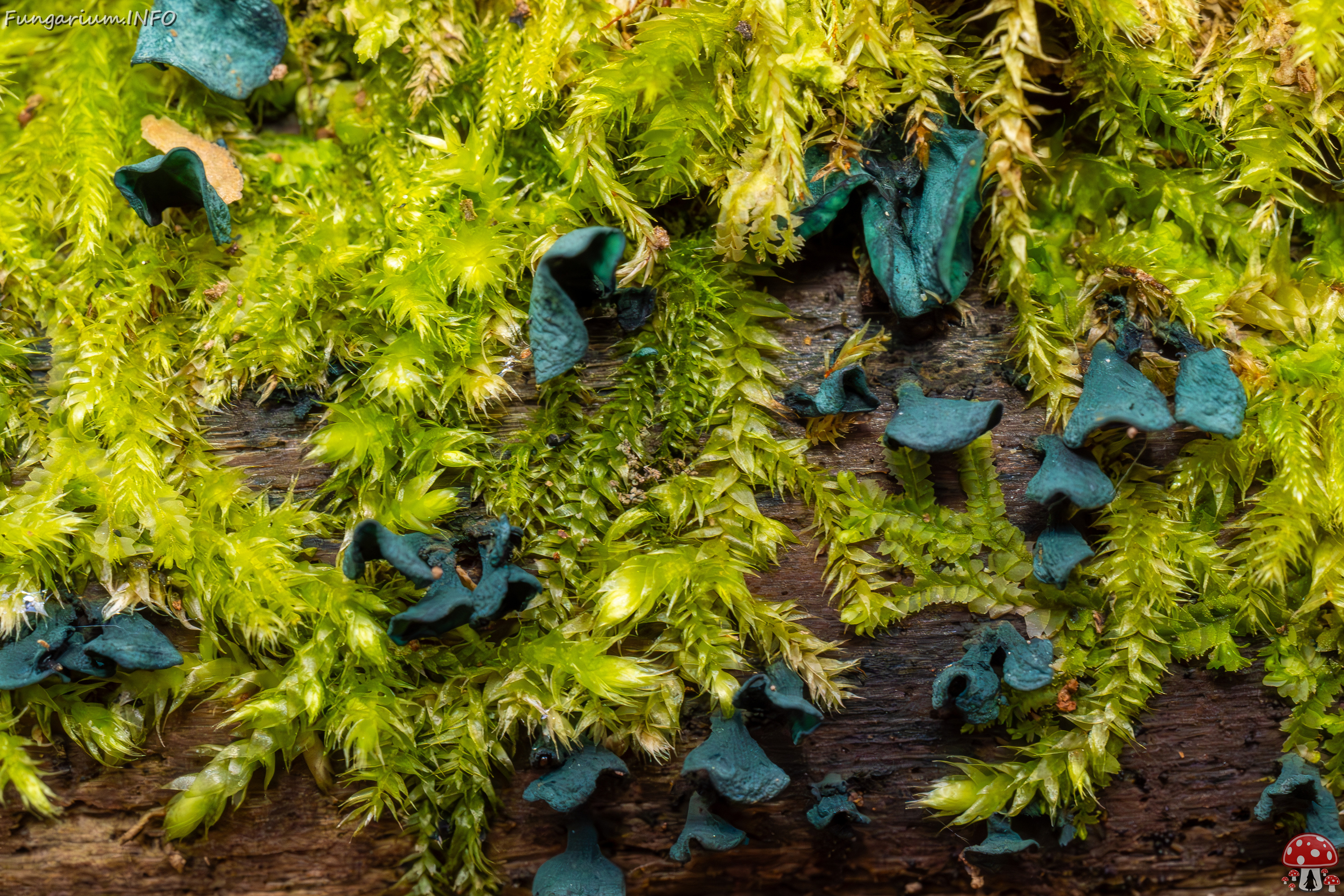 chlorociboria-aeruginascens_2024-10-26_1-6 