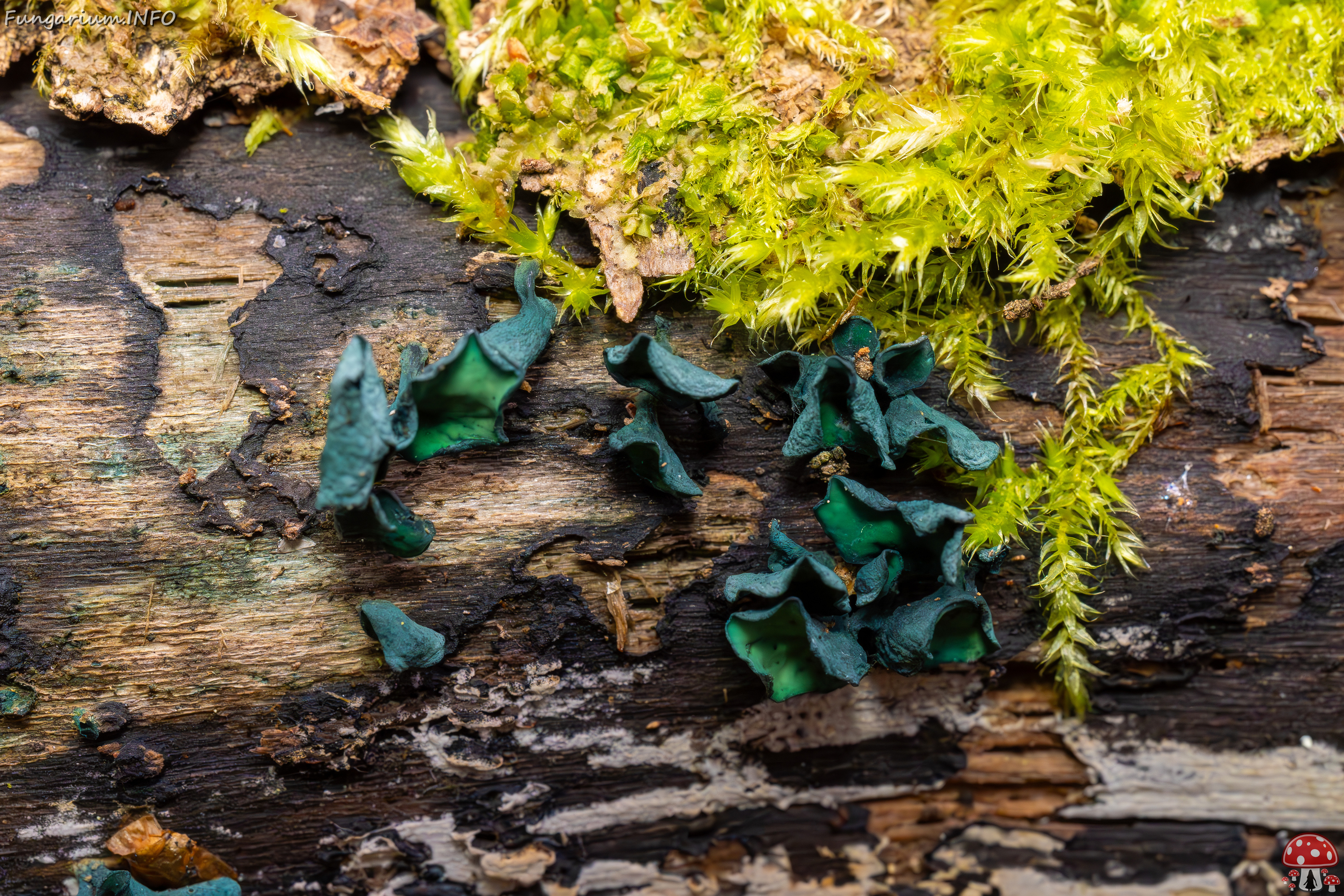 chlorociboria-aeruginascens_2024-10-26_1-7 