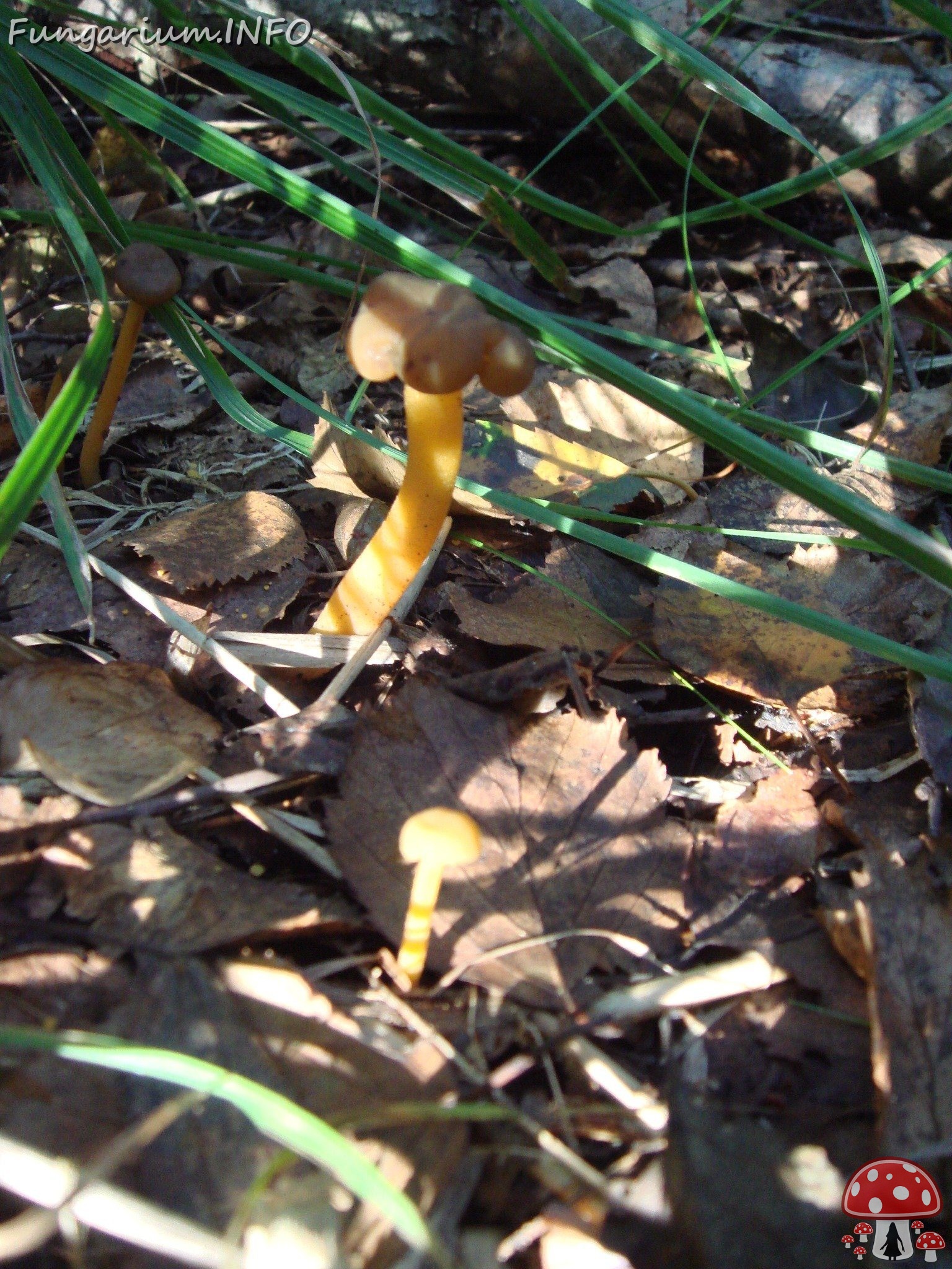 fungi-0003316 