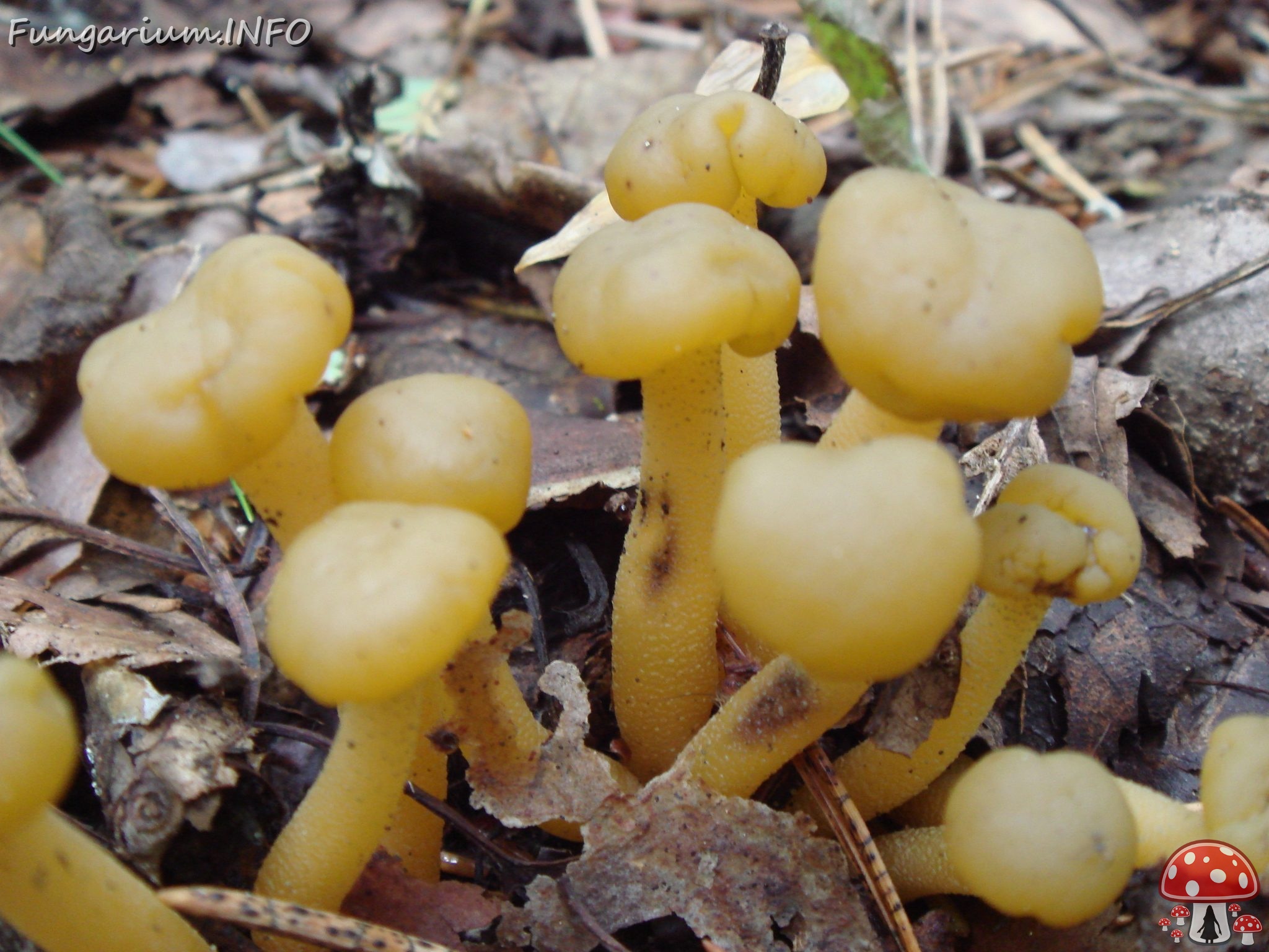 fungi-0004536 