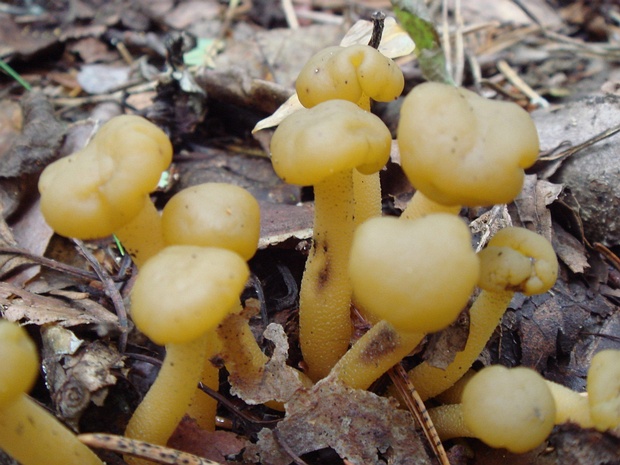 Leotia lubrica - Леотия смазливая - Slimy Leotia - Glänzende Gallertkappe Leotia lubrica is a fungal species belonging to the family Leotiaceae within the order Leotiales of the Ascomycota...