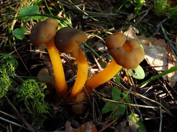 Леоциевые - Leotiaceae The Leotiaceae family is a group of fungi belonging to the order Leotiales within the class Leotiomycetes of the...