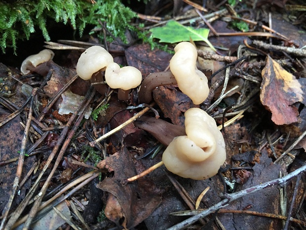 Cudonia confusa - Кудония путанница - Jelly Drops - Verwechslungstrichterling Cudonia confusa is a species of fungus in the family Cudoniaceae, within the order Agaricales of the Basidiomycota...